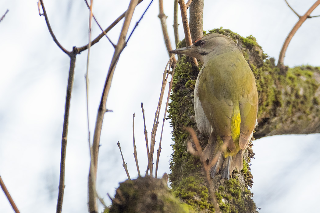Gray-headed Woodpecker — Ana fotoğraf